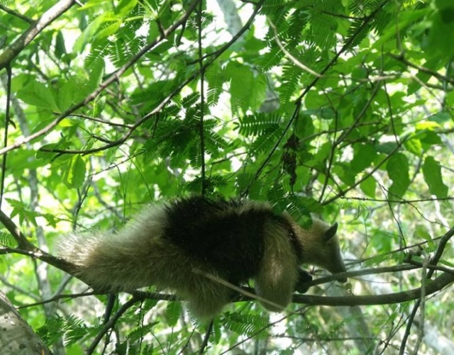 observacion de fauna